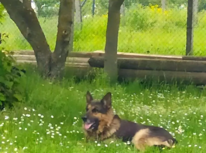 Kosmaj Dan Belgrade, Sopot Βελιγράδι